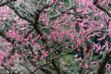 Pink plum blossom, Japanese apricot, Ume