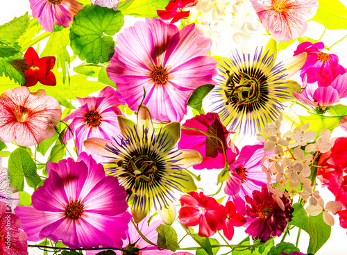 a beautiful floral background from flower petals