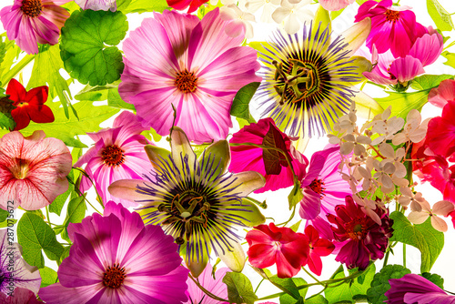 a beautiful floral background from flower petals