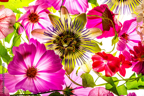 a beautiful floral background from flower petals