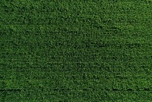 Aerial View Of Green Rows Corn Field In Summer.