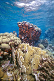 Fototapeta Do akwarium - Bonaire Reef Caibbean