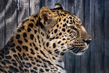 Portrait Of Young Leopard