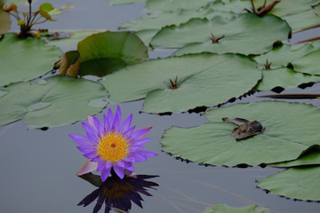 Wall Mural - A purple lotus touchs upon water face in a vast pond