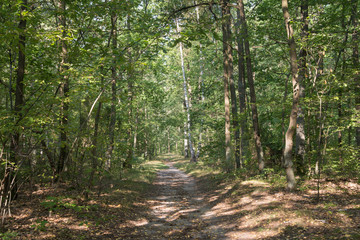 Sticker - footpath in summer forest