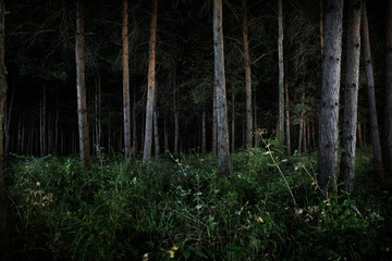 Wall Mural - magical lights sparkling in mysterious forest at night. Pine forest with strange light