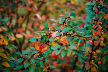 Berry On Cotoneaster Branch On Fall Bokeh Background. Bearberry Shrub With Autumn Leaves Close-up. Fall Multicolor Leaves Of Green Red Yellow Orange Colors. Autumn Backdrop With Colorful Rich Flora.