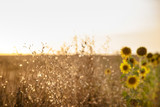 Fototapeta Dmuchawce - Beautiful large field with sunflowers at sunset