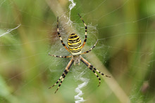 A Hunting Wasp Spider, Argiope Bruennichi, Perching On Its Web In A Meadow In The UK.