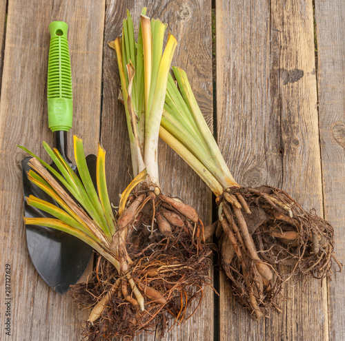 Photographie Division of hemerocallis and shovel on wooden table