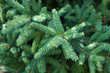 © skymoon13 - white spruce picea glauca tree