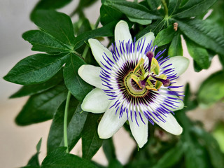 Wall Mural - Blue passionflower, Passiflora caerulea, home is northern Argentina and southern Brazil