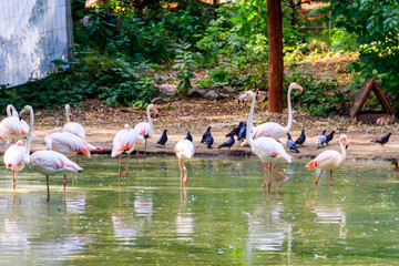 Wall Mural - Greater flamingo (Phoenicopterus roseus) is the most widespread species of the flamingo family