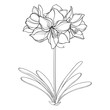 Outline tropical bulbous Amaryllis or belladonna Lily flower bunch and leaf in black isolated on white background. 