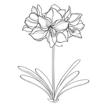 Outline Tropical Bulbous Amaryllis Or Belladonna Lily Flower Bunch And Leaf In Black Isolated On White Background. 