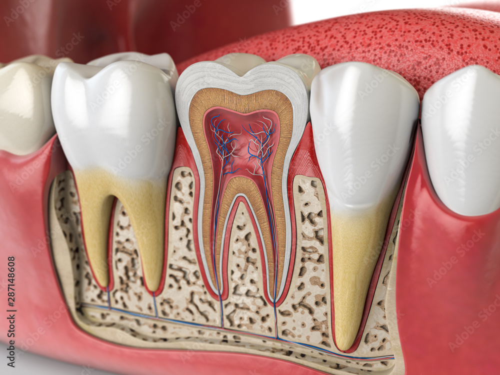 Human teeth anatomy. Cross section of  human tooth. - obrazy, fototapety, plakaty 