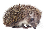 Fototapeta Zwierzęta - hedgehog isolated on a white background