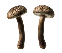 Wild Mushroom, Brown Mushroom Isolated On White Background, With Clipping Path