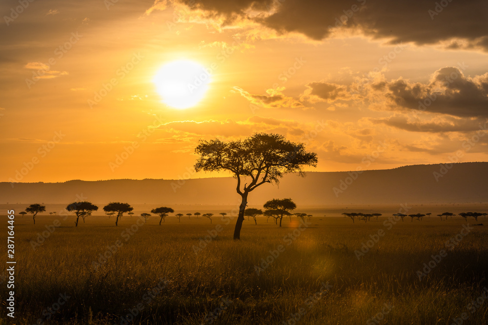 Acacia trees in front of the sunset in the Masai Mara - obrazy, fototapety, plakaty 