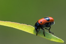 Red Black Spotted Ant Beetle On Grass