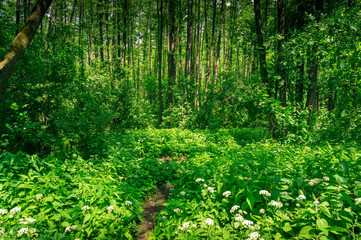 Wall Mural - Beautiful summer forest with flowers and tall trees