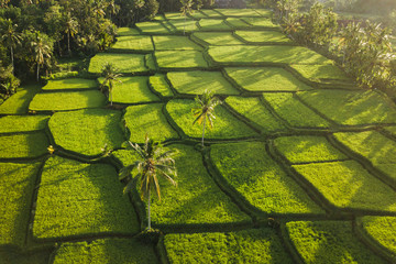 Wall Mural - Rice terraces hill in Ubud at sunrise, Bali Indonesia. Beautiful sun light and rays on field