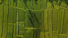 Abstract Geometric Shapes Of Agricultural Parcels In Green Color..Bali Rice Fields. Aerial View Shoot From Drone Directly Above Field.