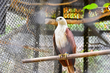 Wall Mural - Eagle hawk Cage in the zoo 