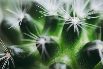 Wall Mural - Cactus Patterns