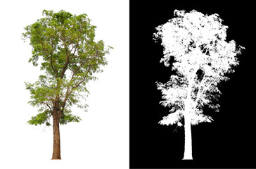 Wall Mural - single tree with clipping path