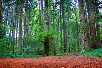 Canvas Print - trees with moss in midnight