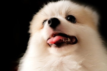 cute white fur hair puupy dog funny smile studio shooting black background