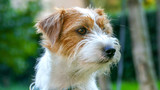 Fototapeta Zwierzęta - Cute Jack Russell Terrier close up face Outdoors.