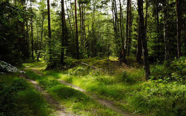 Naklejka na meble Forest on a summer day
