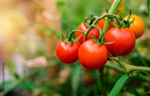 Fotomural Ripe red tomatoes are on the green foliage background, hanging on the vine of a tomato tree in the garden