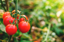 Ripe Red Tomatoes Are On The Green Foliage Background, Hanging On The Vine Of A Tomato Tree In The Garden.