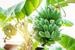© Ton Photographer4289 - Cultivated banana . Banana is the most energy. Ripe and unripe bananas are high in iron.
