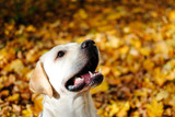 Fototapeta Pokój dzieciecy - Young yellow labrador in autumn leaves looks with a begging look