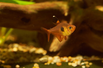 Wall Mural - serpae tetra (Hyphessobrycon eques)