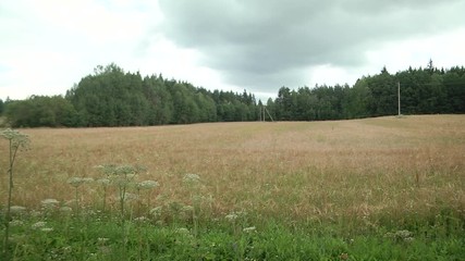 Wall Mural - Beautiful rural nature. Golden wheat field, forest and blue sky background. Harvest and farming concept. Agricultural business of bread making. Soft toning