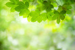 © Hopeful Studio - Closeup nature view of green leaf on greenery blurred background.
