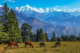 Fototapeta Konie - Wild horses graze an open field overlooking the majestic Panchchuli Himalaya snow peaks at Munsiyari Uttarakhand India.