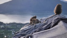 Wild Monkeys On Top Of A Volcano On A Tropical Island.