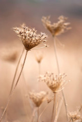 Dry plants, autumn