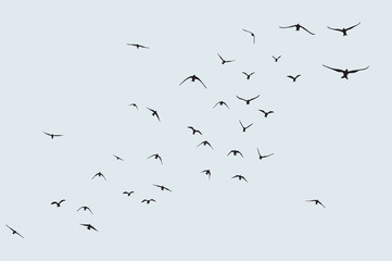 Wall Mural - silhouette of a flock of flying birds
