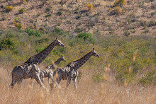Giraffe Family Of Three Walking Across Veldt Savannah