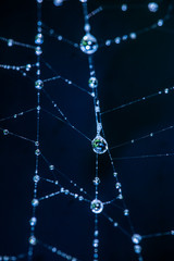 spider net with water drops