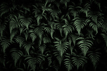 Green Leaves Texture Background, Natural Background And Wallpaper