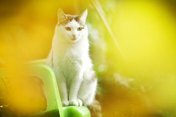 tom country male cat sitting on green garden background