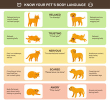 Cat And Dog Body Language
